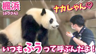 【パンダアイドル楓浜】こんなにパンダ🐼に話しかける飼育員さん他にはいないわ〜♡