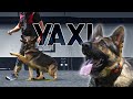 K9 Yaxi Family Protection Trained German Shepherd