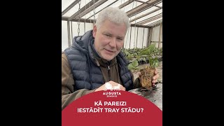 Kā pareizi iestādīt TRAY stādu? | Augusta Zemenes