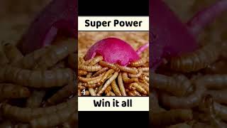 300.000 worms eat all the BETA VULGARIS #amazing  #amazingrelax #wormsfunny