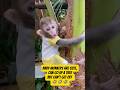 The monkey tantrum #monkey #monpai #cute #babymonpai #funny #monpailucu #animals #bayimonyet