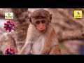 🔴100 ஆண்டுக்கு பிறகு மீண்டும் கொடிய நோய் monkey b virus found in china latest news