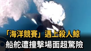 「海洋競賽」遇上殺人鯨　船舵遭撞擊場面超驚險－民視新聞