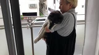 ベランダにて1_歩けなくなった老犬の記録_柴犬ハナ201123