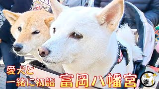 富岡八幡宮へ初詣に行く柴犬達は参拝より露天商に興味津々!?【柴っこ劇場】