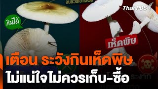 สนง.ควบคุมโรคที่ 9 เตือน ระวังกินเห็ดพิษช่วงหน้าฝน | วันใหม่ ไทยพีบีเอส | 7 มิ.ย. 67