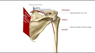 The Scapular Anastomoses in 2 mins