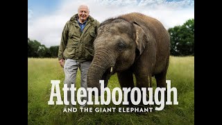 The Giant Elephant - HD Documentary - David Attenborough
