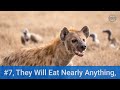 10 incredible hyena facts