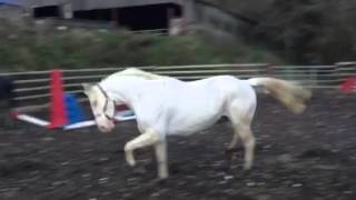 Cremello warmblood loose jumping