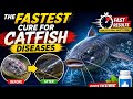 Fastest cure for CATFISH diseases #fishfarming #fishing #catfishfarming #fish 