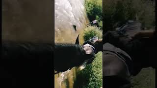 Riding Arabian Horses in the river .beast arabic horse #arabianhorse