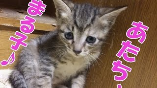 生後1ヶ月の子猫がよちよち歩きで無邪気に遊ぶ姿 Figure kitten of one month of age to play innocently in toddler