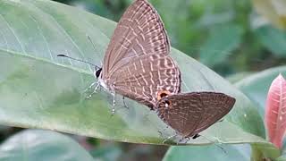 蝴蝶蜈蚣蛾毛蟲 煙污燈蛾 榕樹透翅毒蛾雌   Butterfly, Moths