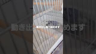 メガバクテリア後遺症インコ　　　　　膨らんで動かなくなる➡️保温➡️回復を繰り返してます。#メガバクテリア  #インコ保温