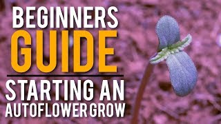 HOW TO START AN ORGANIC AUTOFLOWER GROW: STEP BY STEP GUIDE *EASY*