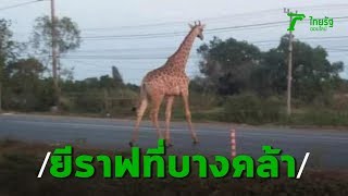 ตะลึง ยีราฟ 2 ตัววิ่งตะบึงบนถนน 304 ที่บางคล้า | Thairath Online