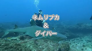 ネムリブカ・ディーズパルス沖縄