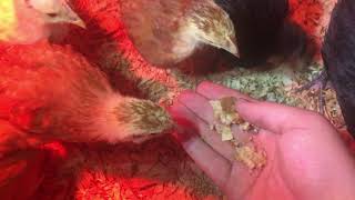 Baby Chicks Eating Bread