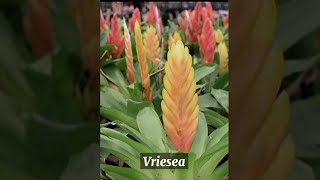 11 Types of BROMELIAD w/ IDENTIFICATION #Shorts #Bromeliads