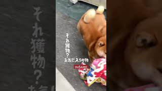 柴犬ドヤ顔　【柴犬ブリーダー桜諷荘】　#shorts #桜諷荘 #柴犬 #shibainu #出産 #子犬 #散歩