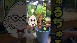 【摩訶不思議】ダーウィンでも解けなかった法則3選　#shorts #水草水槽 #アクアリウム #熱帯魚#飼育