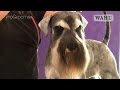 Grooming Guide - Miniature Schnauzer Pet Trim - Pro Groomer