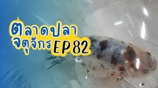 มีร้านมาใหม่ 2 ร้าน ไปดูกัน!! วันที่ 24 ม.ค. 67 | ตลาดปลาจตุจักร EP 82