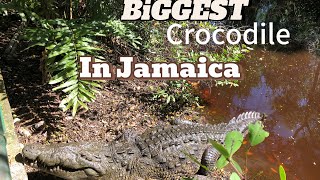 Biggest Crocodile in Jamaica swamp# safari#Falmouth Trelawny he act in w 007 movie back in the 1960s