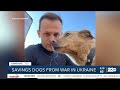 Positively 23ABC: Saving dogs from war in Ukraine