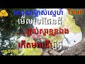 អរគុណមាសស្ងួន បន្ទាបខ្លួនស្រឡាញ់បង ភ្លេងសុទ្ធ karaoke