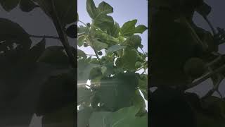 अंजीर की खेती Fig farming