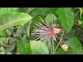 gyanophore capparis spinosa family capparidaceae youtubechannel rupeshsirbotany