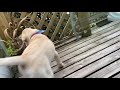 ラブラドールレトリバーの子犬がやって来た！　labrador retriever puppy