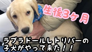 ラブラドールレトリバーの子犬がやって来た！　Labrador Retriever puppy