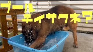 【レオンベルガー】プールで遊ぶ海君がかわいすぎる♡【大型犬】