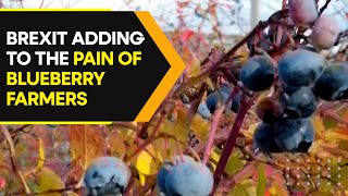 Scottish blueberry farmer donates crop worth millions to charity. Know why | WION Originals