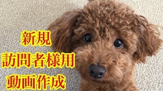 新規訪問者様用動画作成【トイプードルそぼろ＆ニコ】