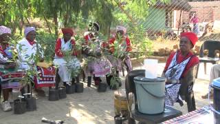 The thing about traditional healers and the pepper bark tree