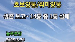 초보양봉/취미양봉 생존 보고..^^  14통 중 1통 실패 2019.6.20