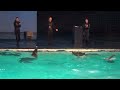 oceanica dolfinarium official part 1