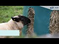 HB02 Sheep Haybell - JFC Agri (German)