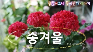 Pelargonium 꽃 소개 - 송겨울