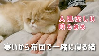 毎日のように一緒に寝てくれる猫がこちら