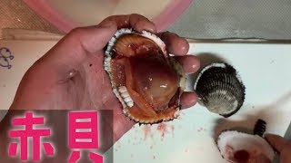 身入りパンパンの生きの良いプリプリな赤貝をさばく【簡単】【素人でも出来るお魚調理】