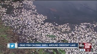 Dead fish stinking up Crescent Lake Park