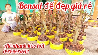 Phôi mai bonsai đế đẹp giá rẻ 21/2 chị Nhí 0939693642 |MaivàngThanhTâm