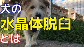 【愛犬のための知識】犬の水晶体脱臼とは【犬を知る】