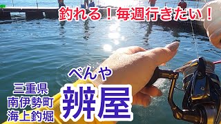 【釣り】海上釣堀『辨屋』 三重県南伊勢町 何が釣れた？何匹釣れた？