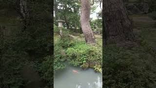 史上最高の寿司屋　山形県酒田市　#shorts